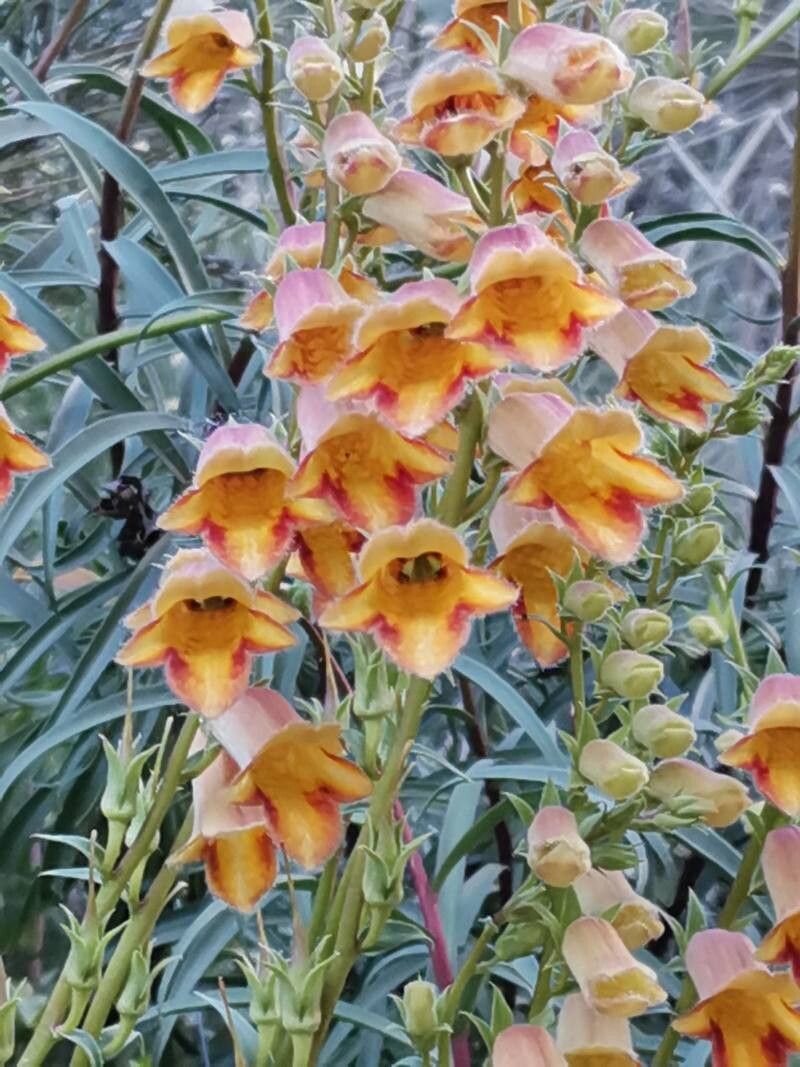 Digitalis obscura (Sunset Foxglove) (alternate view 15)