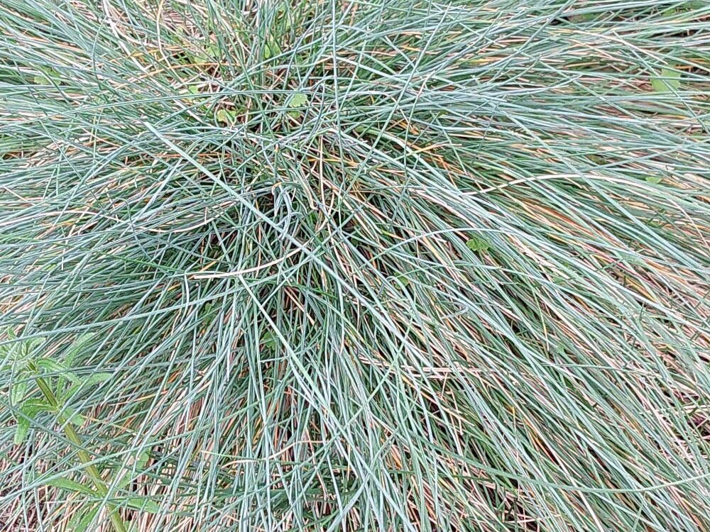 Festuca glauca (blue fescue) (alternate view 14)