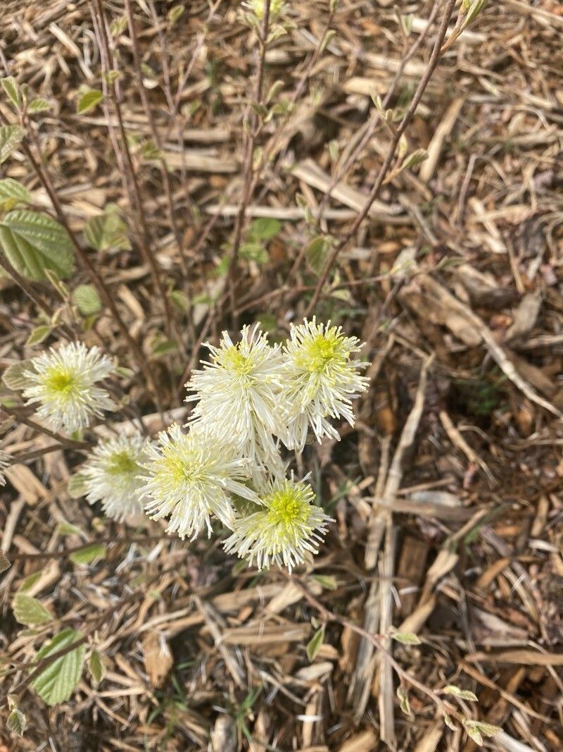 Fothergilla gardenii (dwarf fothergilla) (alternate view 13)