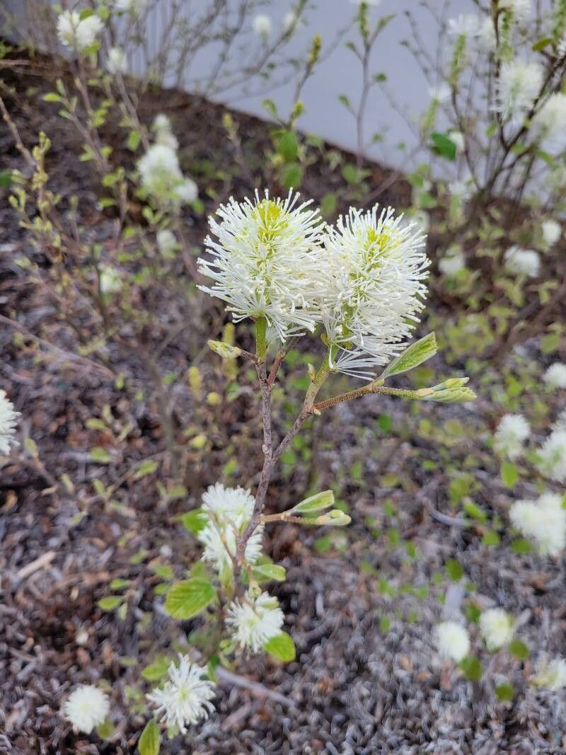 Fothergilla gardenii (dwarf fothergilla) (alternate view 14)