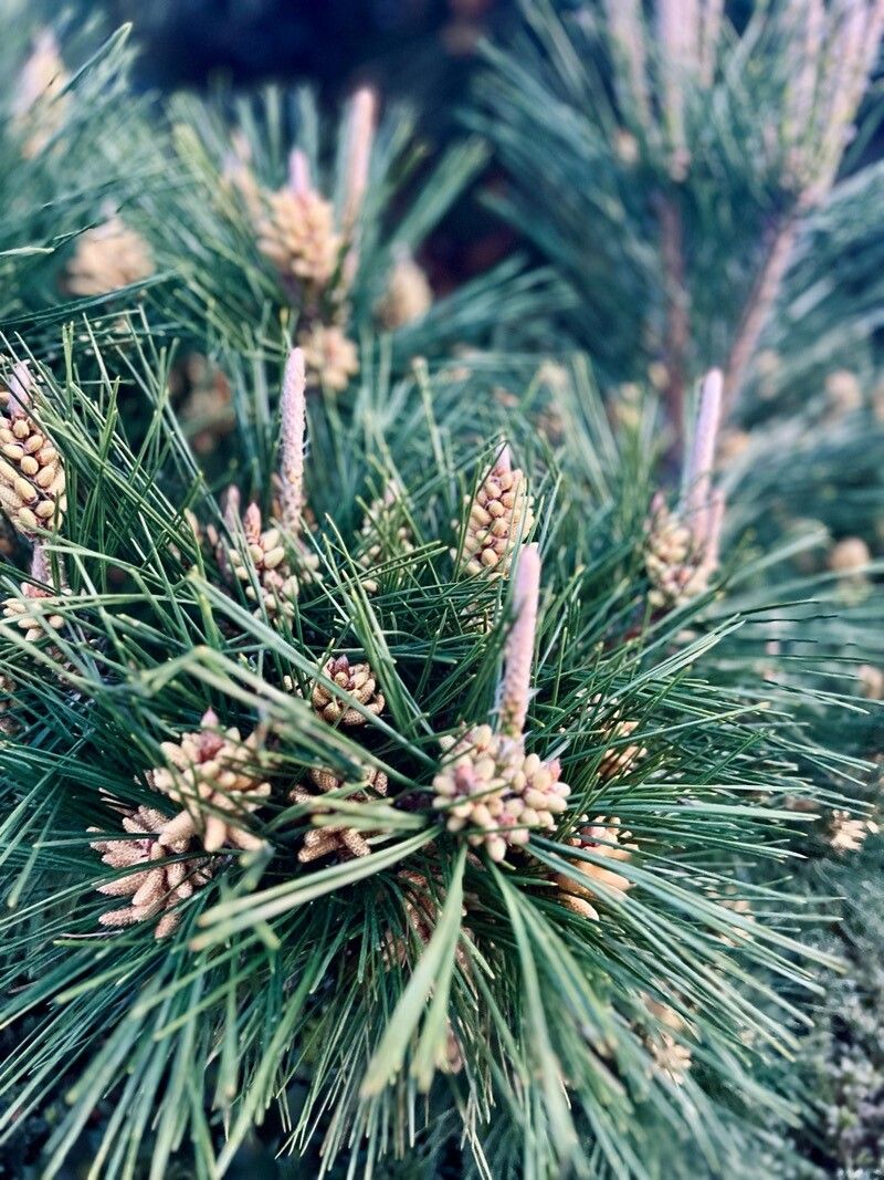 Pinus thunbergii (Japanese Black Pine) (alternate view 2)