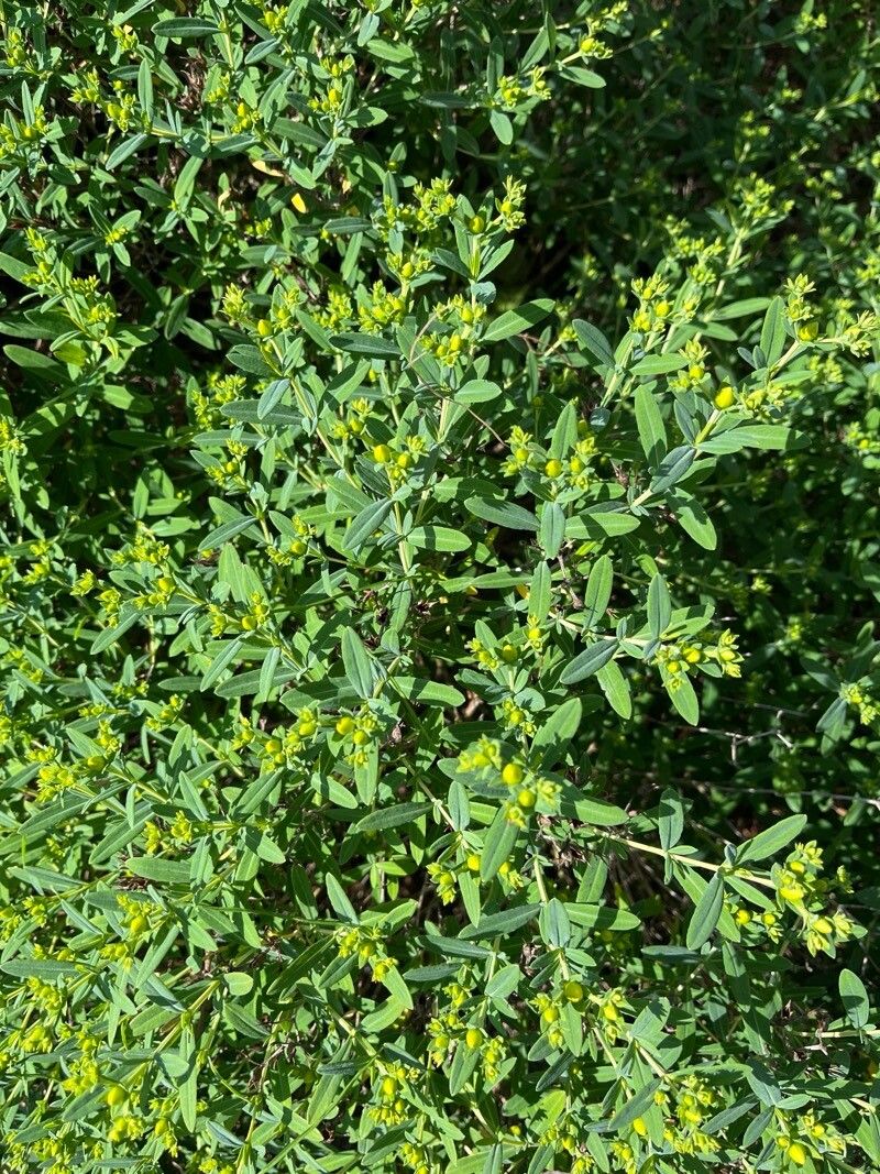 Hypericum kalmianum (Kalm St. John's Wort) (alternate view 13)