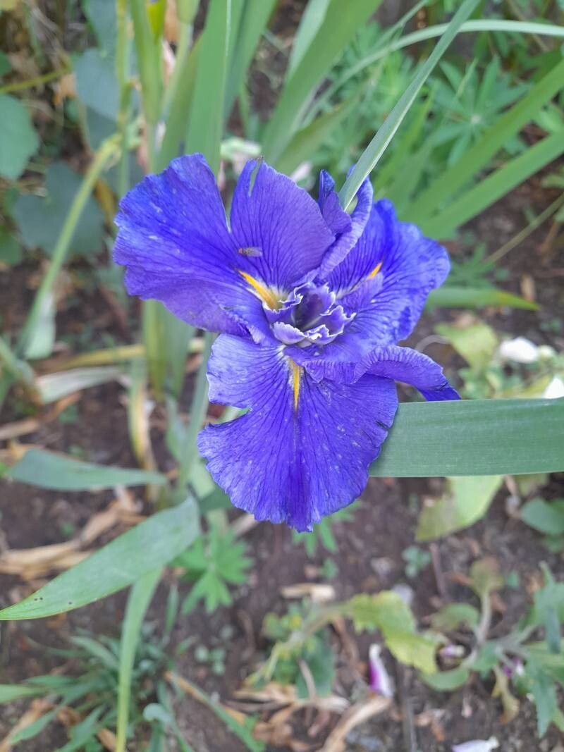 Iris ensata (Japanese iris) (alternate view 4)