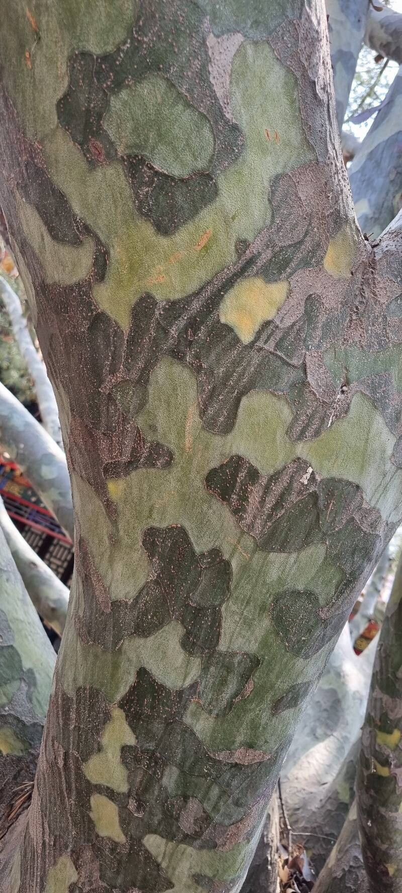 Pinus bungeana (Lacebark Pine) (alternate view 3)