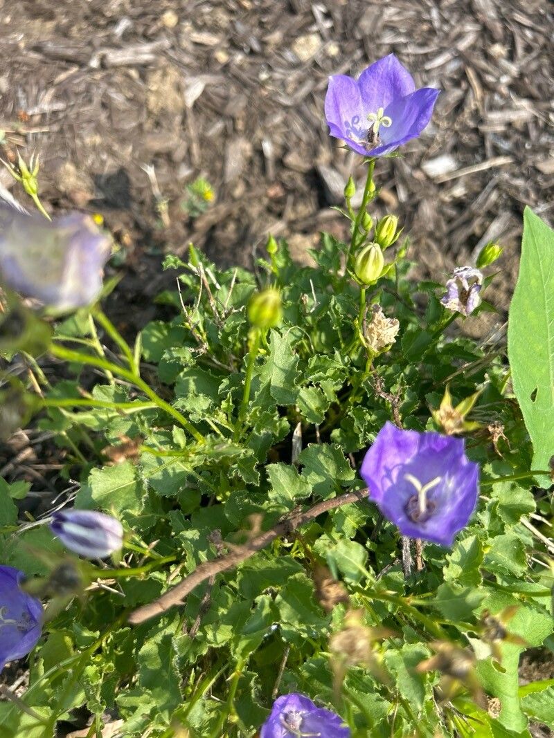 Campanula carpatica (bellflower) (alternate view 12)