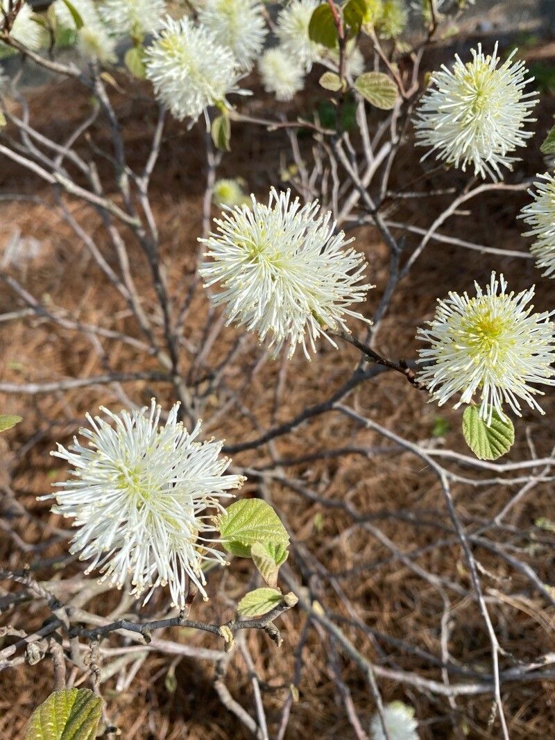 Fothergilla gardenii (dwarf fothergilla) (alternate view 15)
