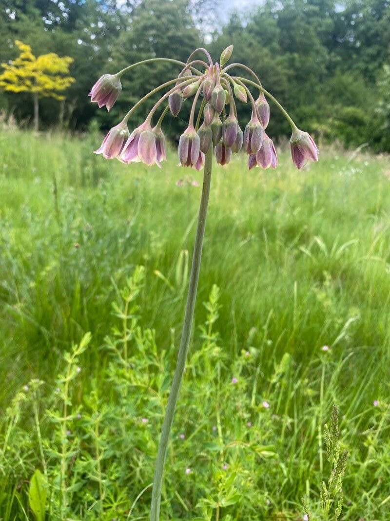 Allium siculum