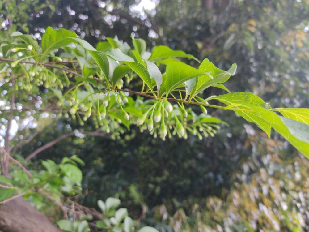 Styrax japonicus (Japanese snowdrop tree) (alternate view 14)