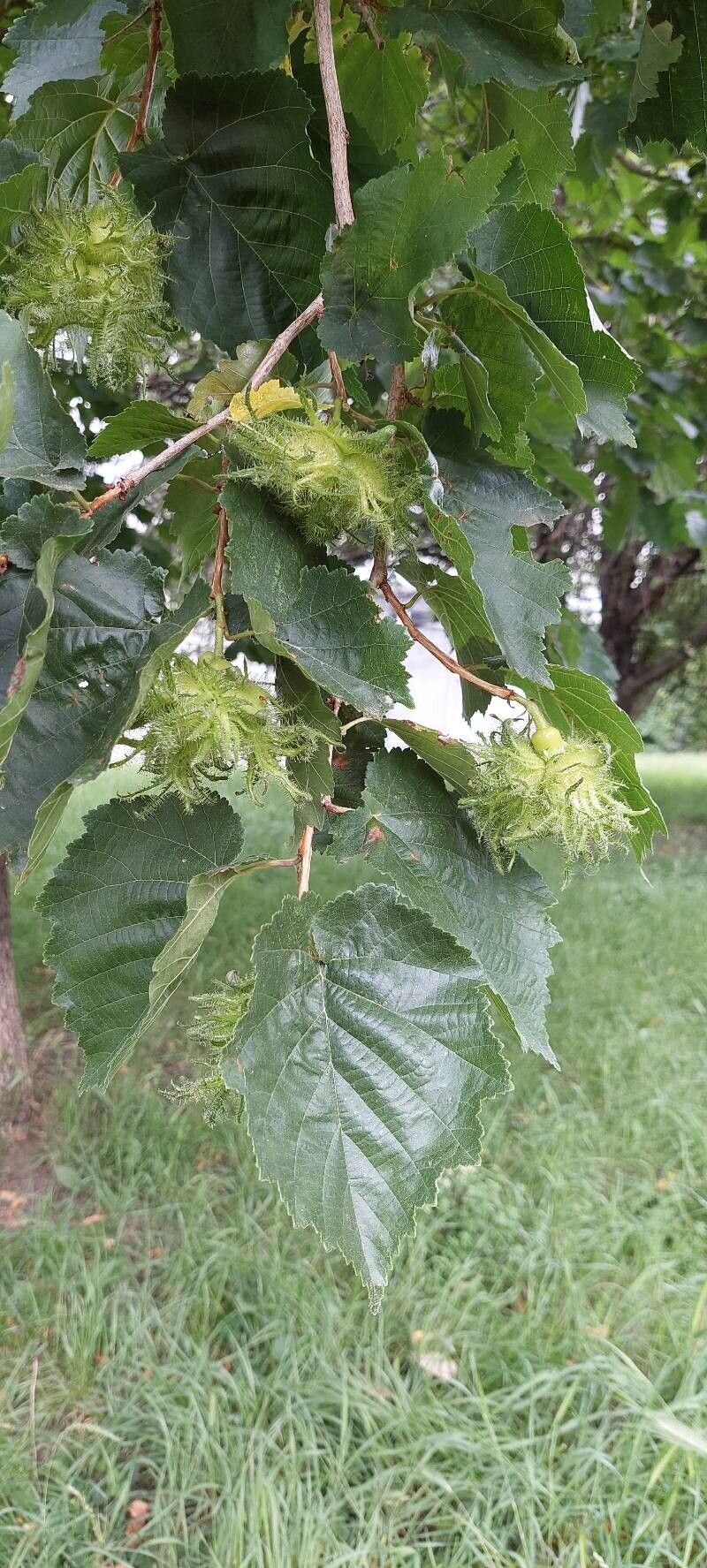 Corylus colurna (Turkish Hazelnut) (alternate view 13)