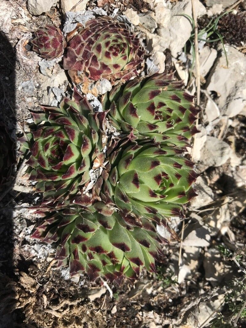 Sempervivum calcareum (alternate view 5)