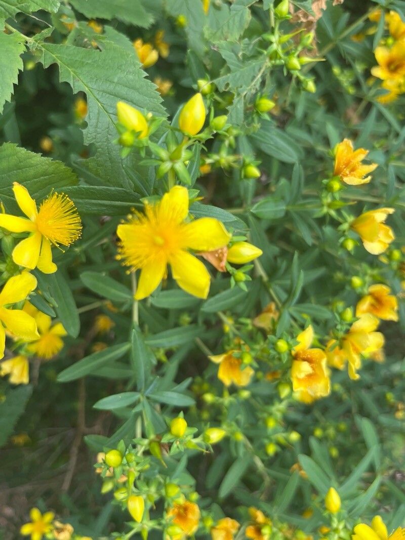 Hypericum kalmianum (Kalm St. John's Wort) (alternate view 12)