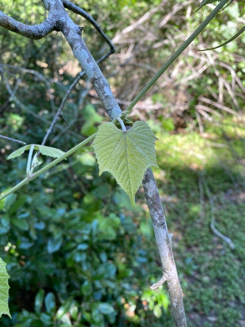 Vitis vulpina (frost grape) (alternate view 12)