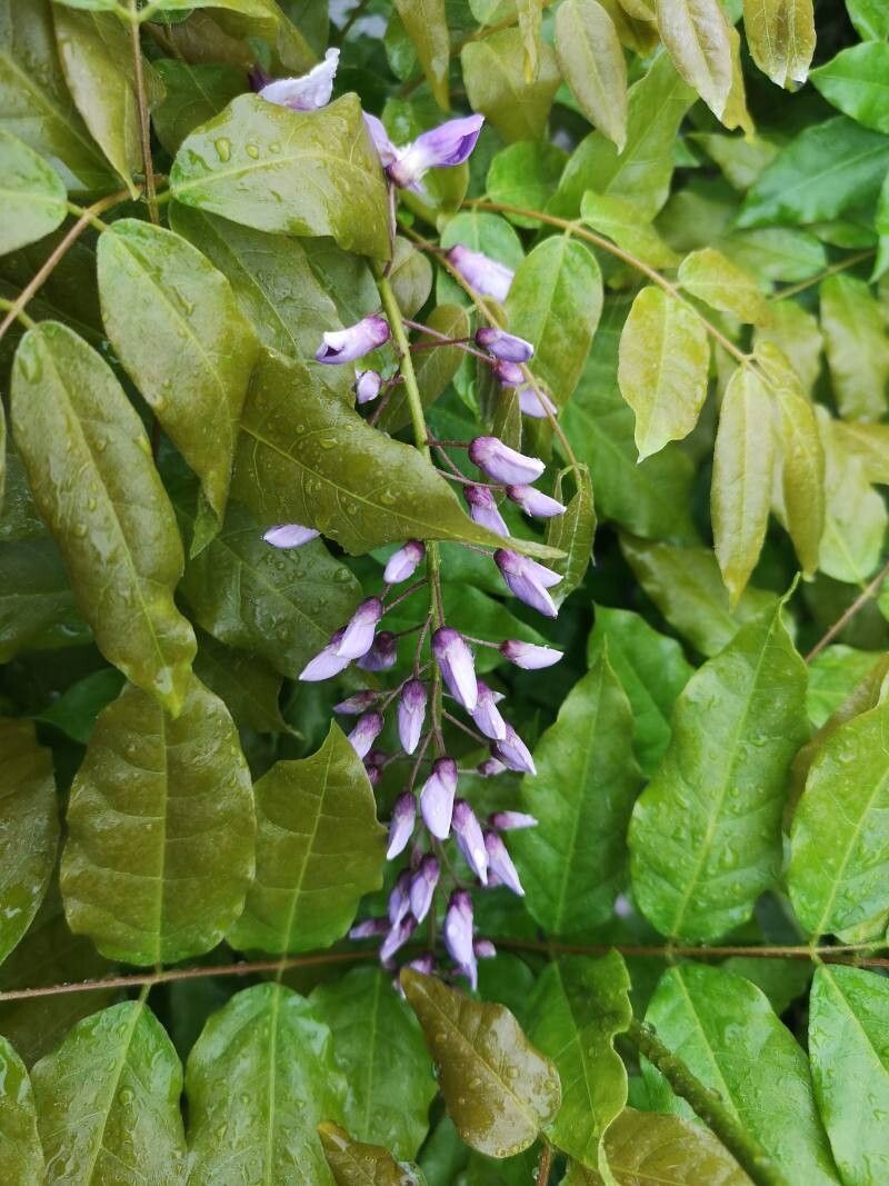 Wisteria floribunda (Japanese wisteria) (alternate view 13)