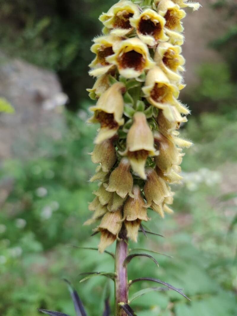 Digitalis ferruginea (Rusty Foxglove) (alternate view 12)