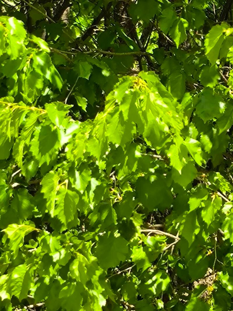 Corylus colurna (Turkish Hazelnut) (alternate view 11)