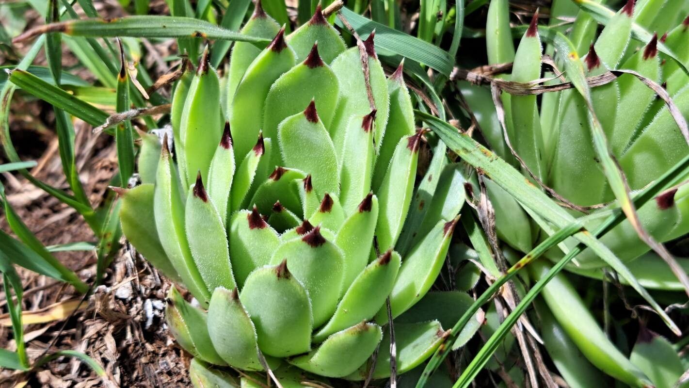 Sempervivum calcareum (alternate view 3)