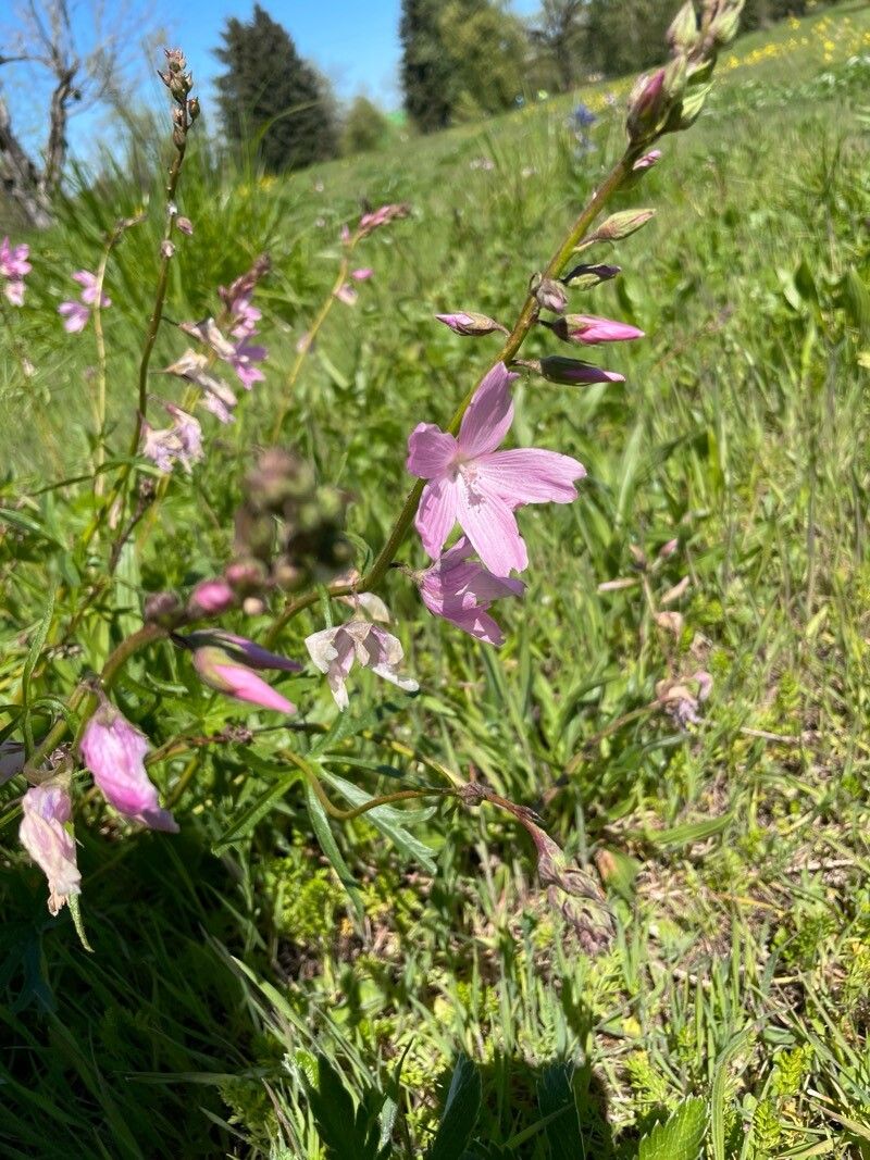 Sidalcea campestris (Meadow Checker-mallow) (alternate view 2)