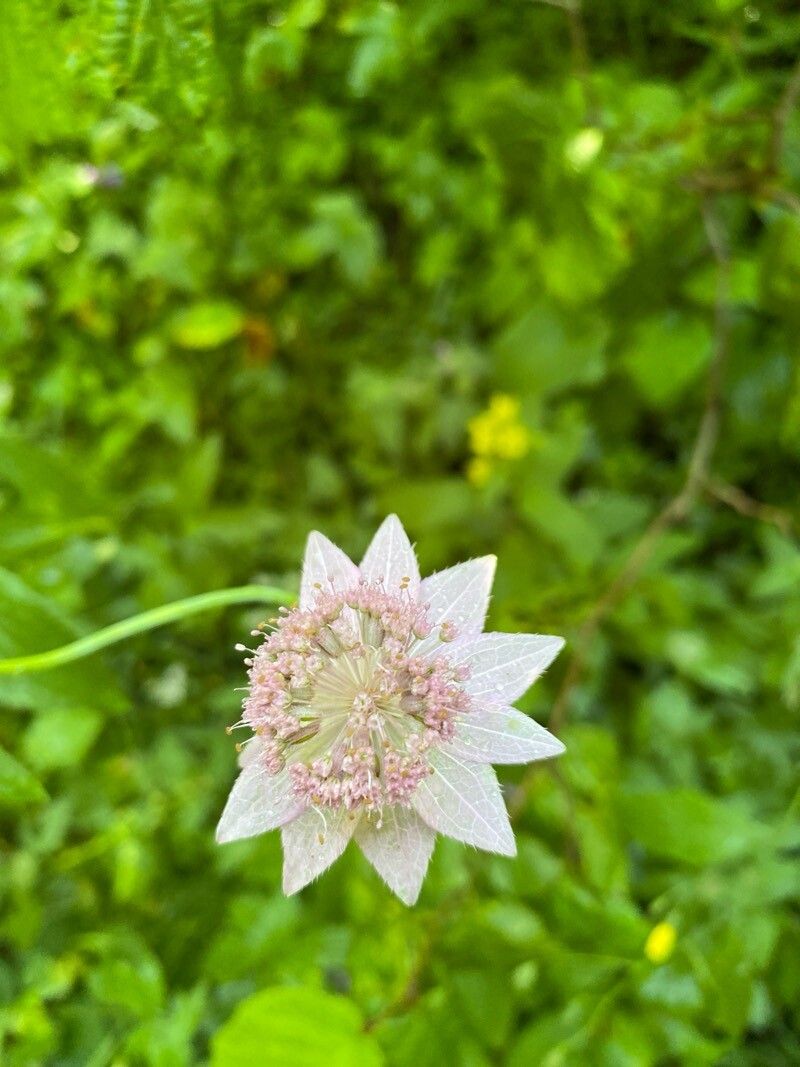 Astrantia maxima (Large Masterwort) (alternate view 12)