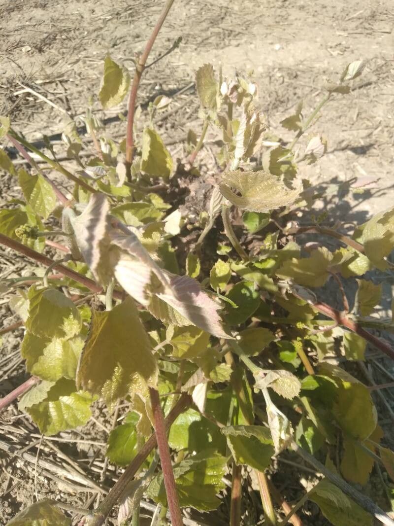 Vitis labrusca (fox grape) (alternate view 11)