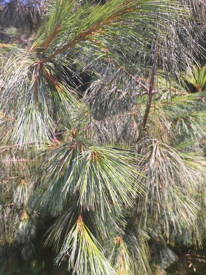 Pinus wallichiana (Himalayan Pine) (alternate view 5)