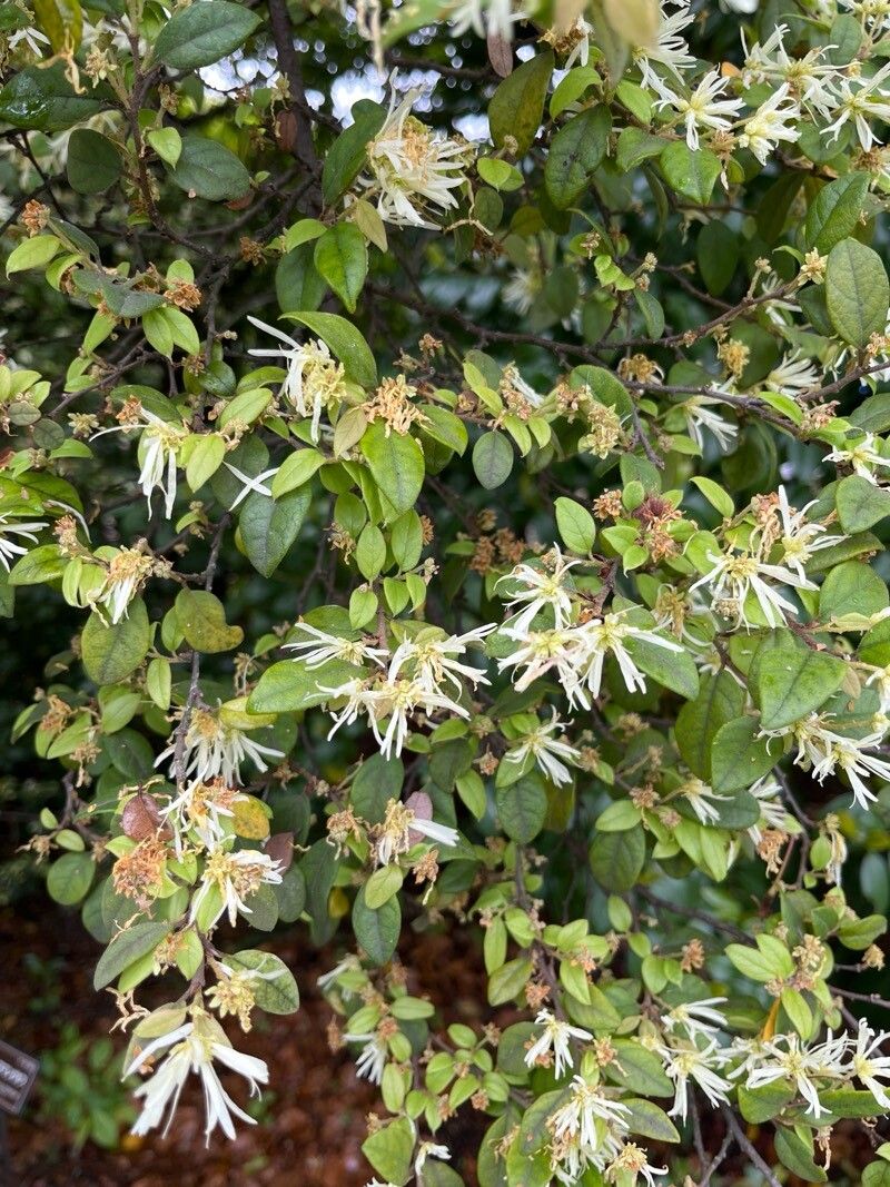 Loropetalum (alternate view 3)