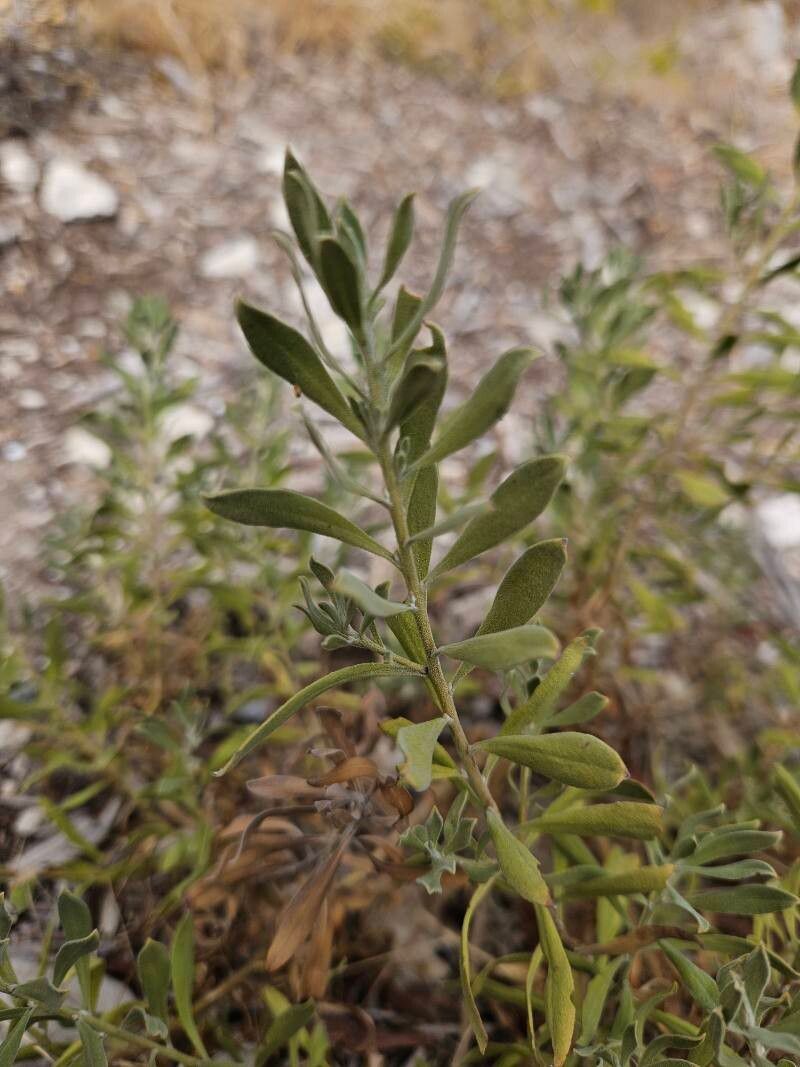 Eremophila glabra (Common Emu-Bush) (alternate view 11)