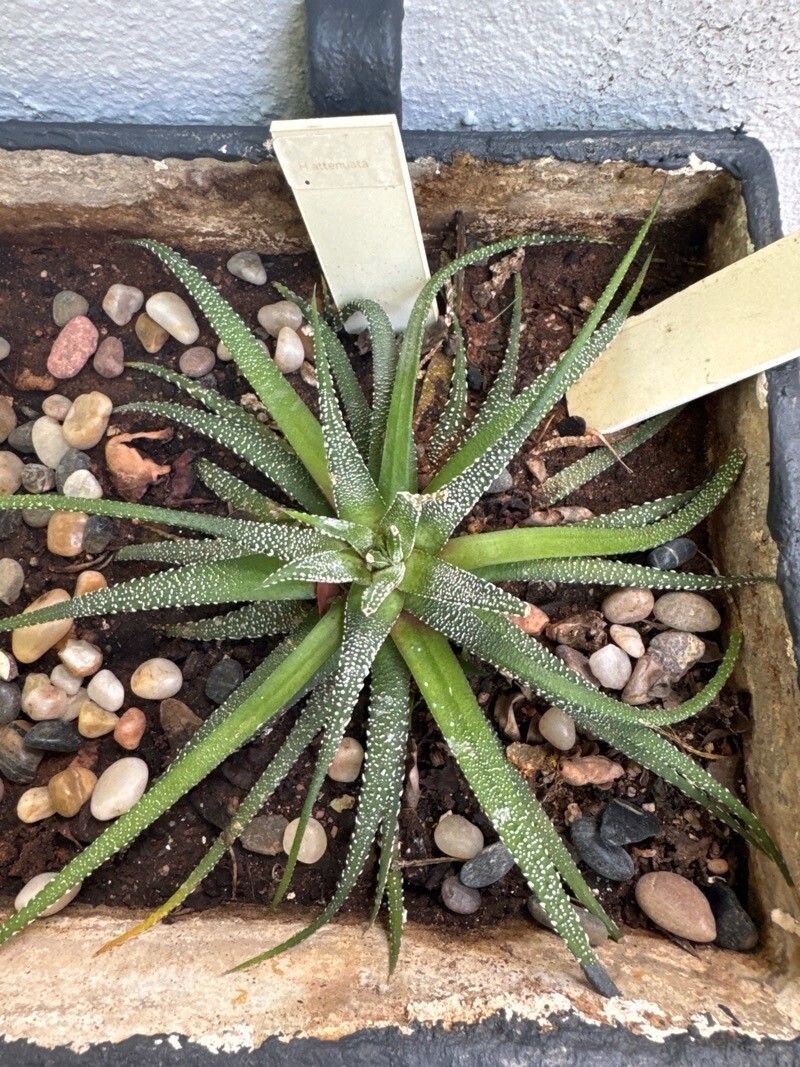 Haworthiopsis (Sixsided Haworthias) (alternate view 2)