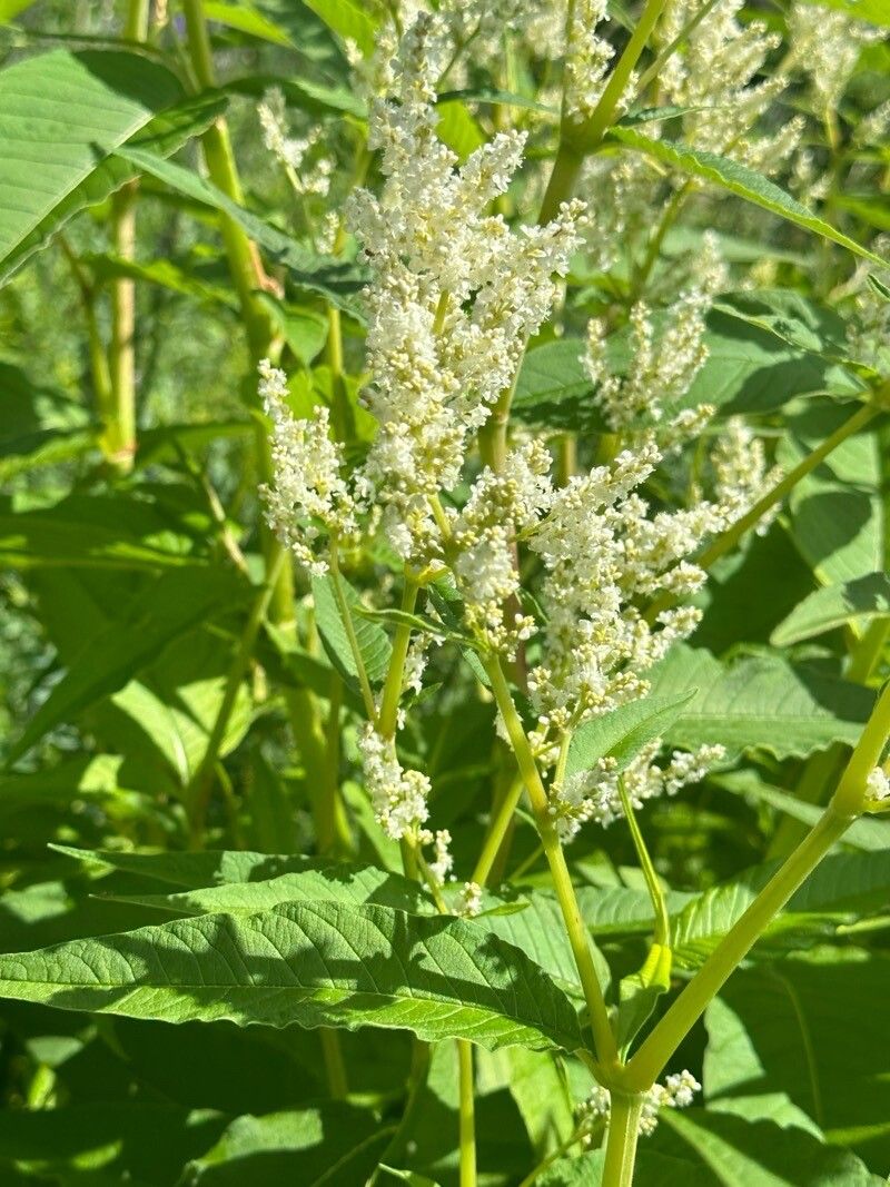 Koenigia alpina