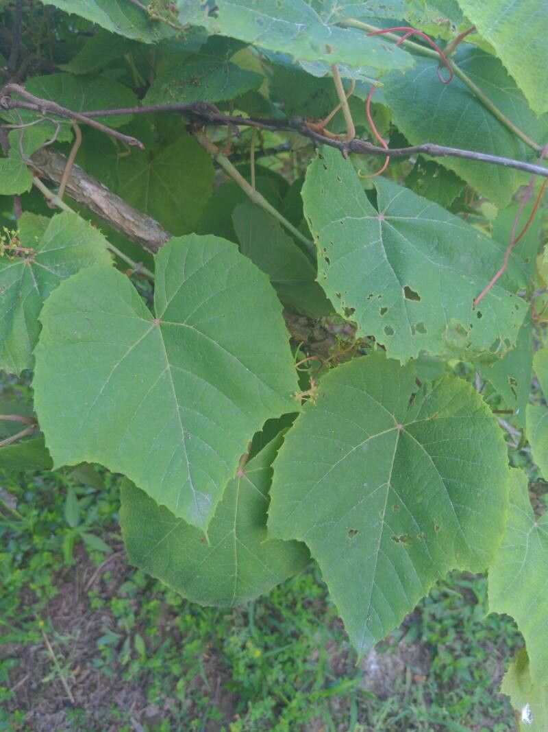 Vitis labrusca (fox grape) (alternate view 12)