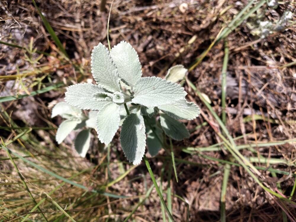 Marrubium incanum (alternate view 3)
