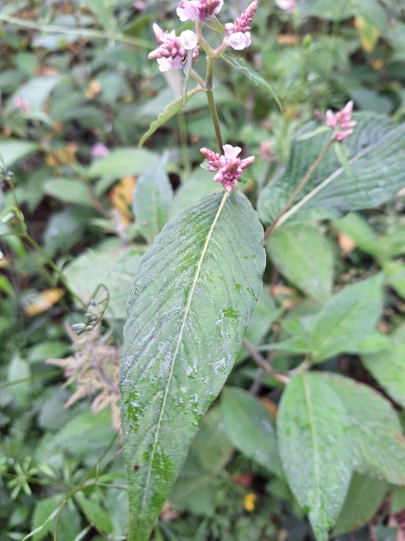 Koenigia campanulata (Lesser Knotweed) (alternate view 8)