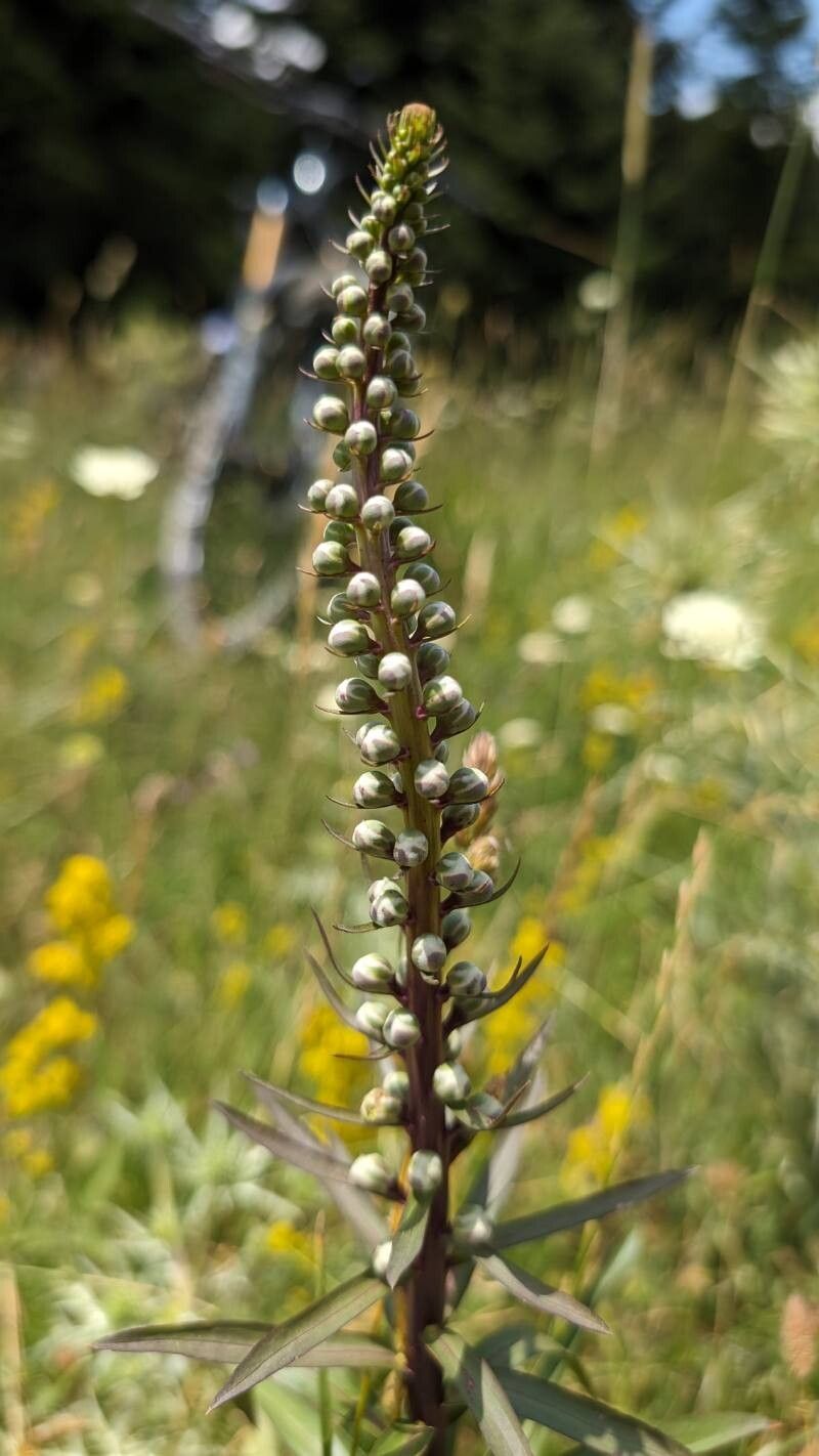 Digitalis ferruginea (Rusty Foxglove) (alternate view 11)
