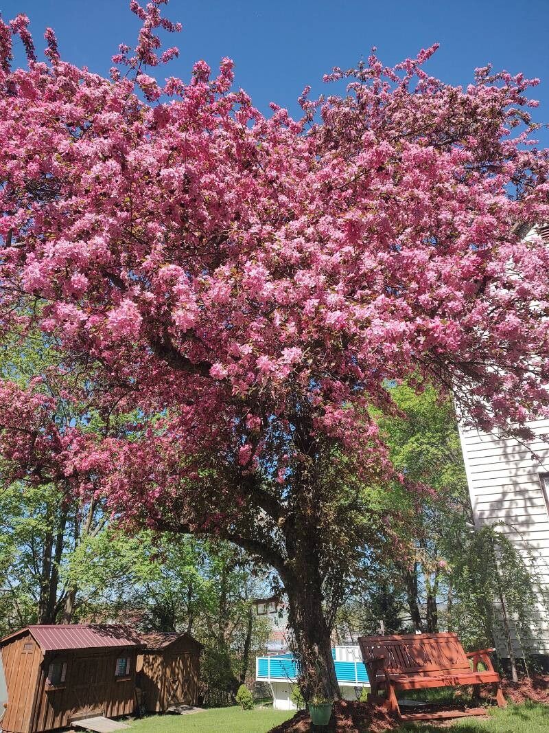 Malus × floribunda (Japanese Crabapple) (alternate view 4)
