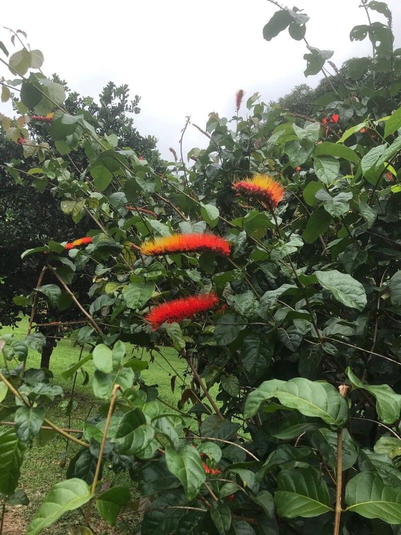 Combretum rotundifolium (Monkey's Brush Plant) (alternate view 8)