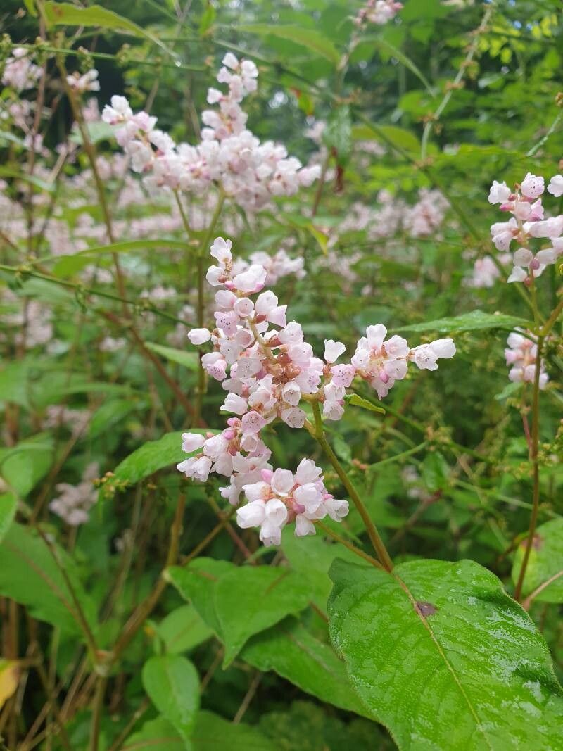 Koenigia campanulata (Lesser Knotweed) (alternate view 7)