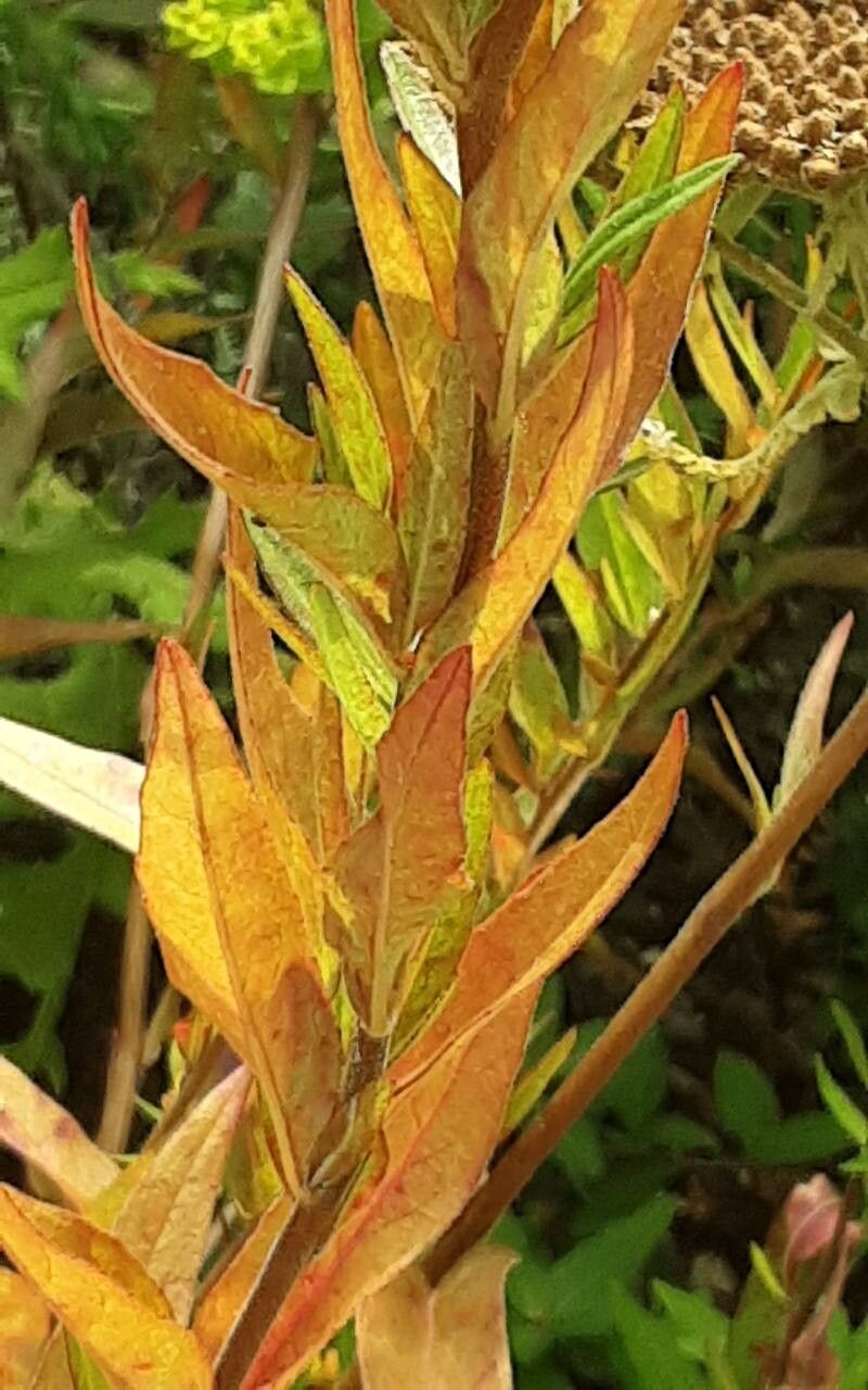 Oenothera tetragona (alternate view 3)