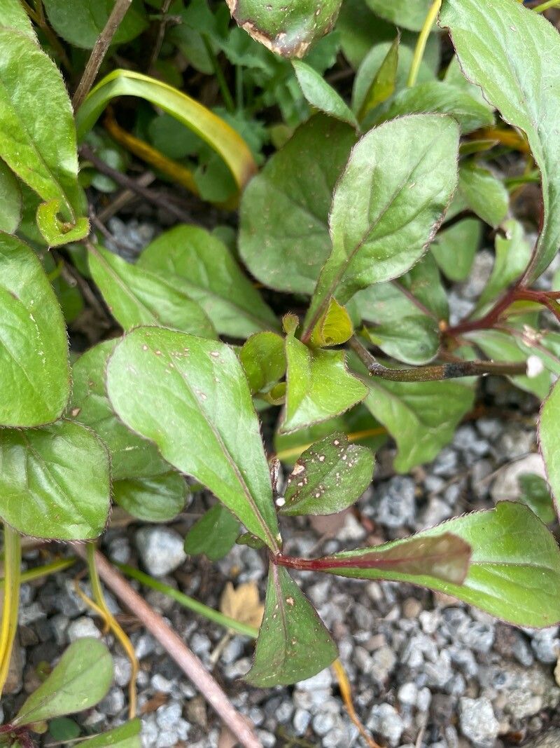 Ceratostigma plumbaginoides (Leadwort) (alternate view 11)