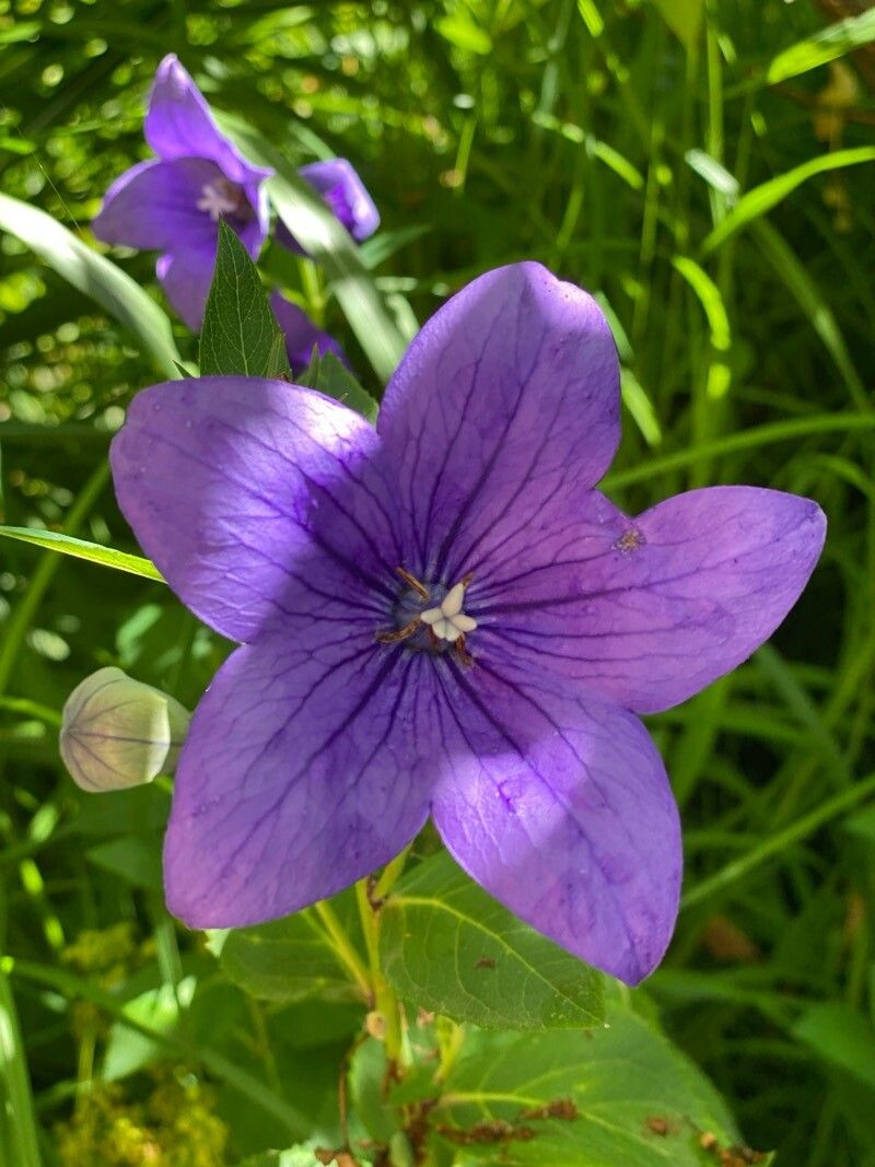 Platycodon