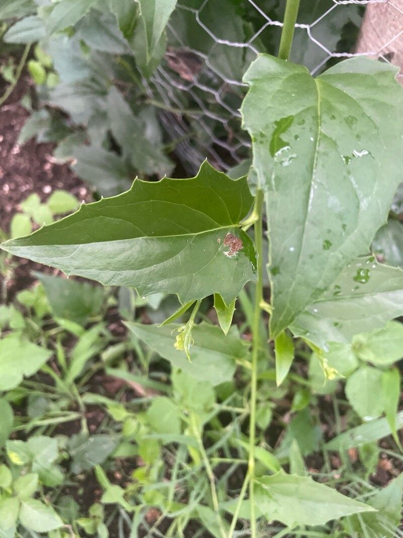 Pseudogynoxys chenopodioides (Mexican Flame Vine) (alternate view 9)