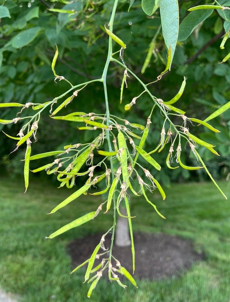 Cladrastis kentukea (American Yellowwood) (alternate view 11)