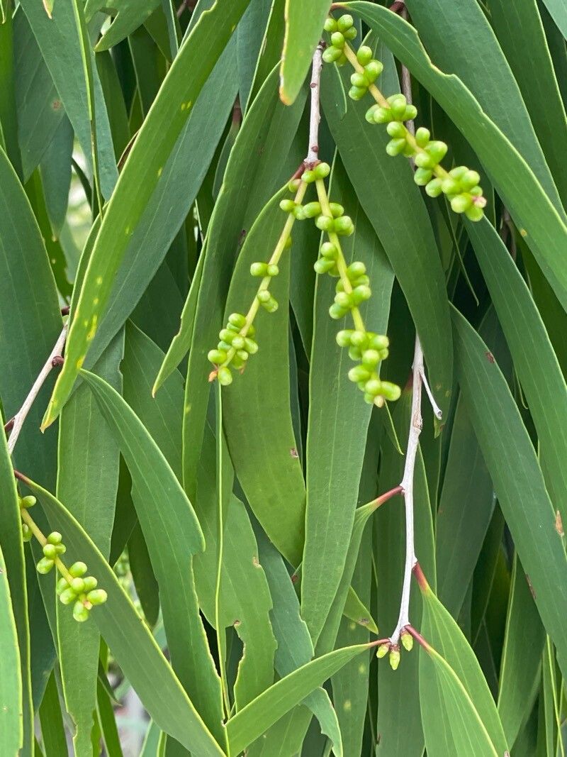 Melaleuca leucadendra (Weeping Paperbark) (alternate view 12)