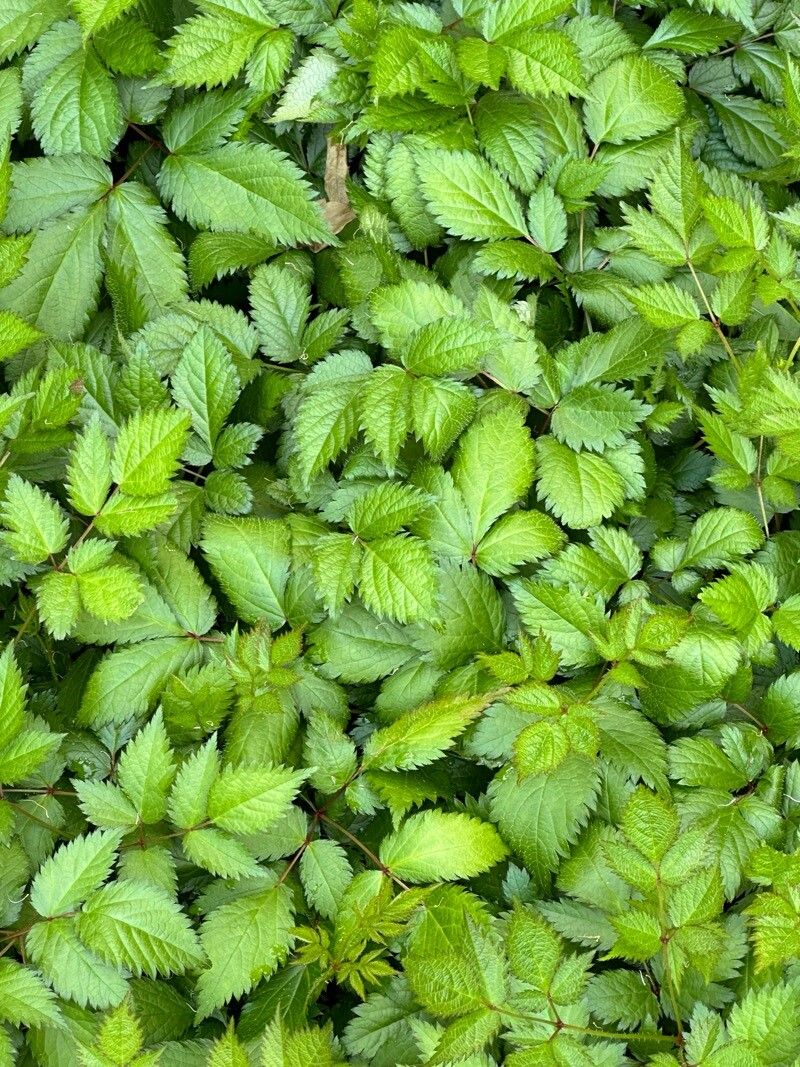 Astilbe (false goat's beards) (alternate view 2)