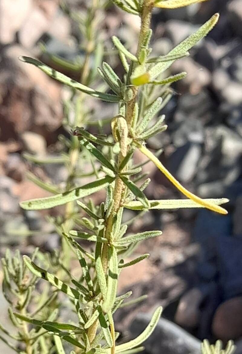 Stevia (alternate view 2)