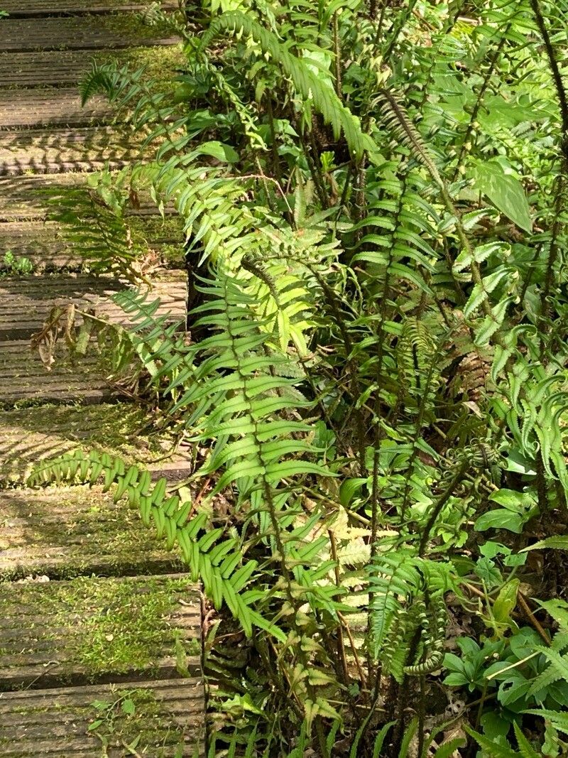 Dryopteris cycadina (Shaggy Wood Fern) (alternate view 12)