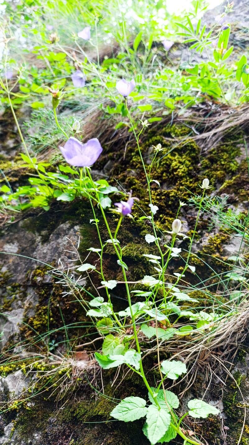 Campanula carpatica (bellflower) (alternate view 13)