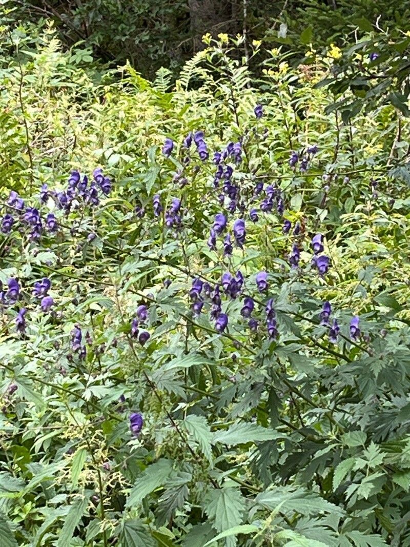 Aconitum bicolor (Bicolor Monkshood) (alternate view 5)