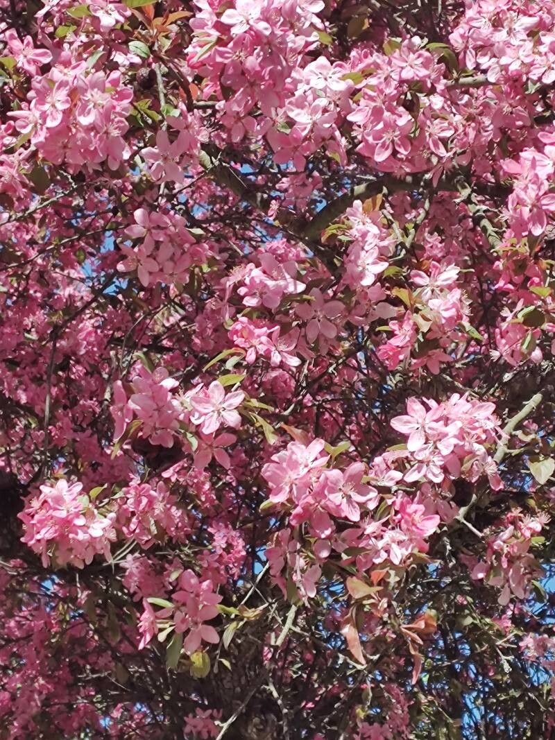 Malus × floribunda (Japanese Crabapple) (alternate view 3)