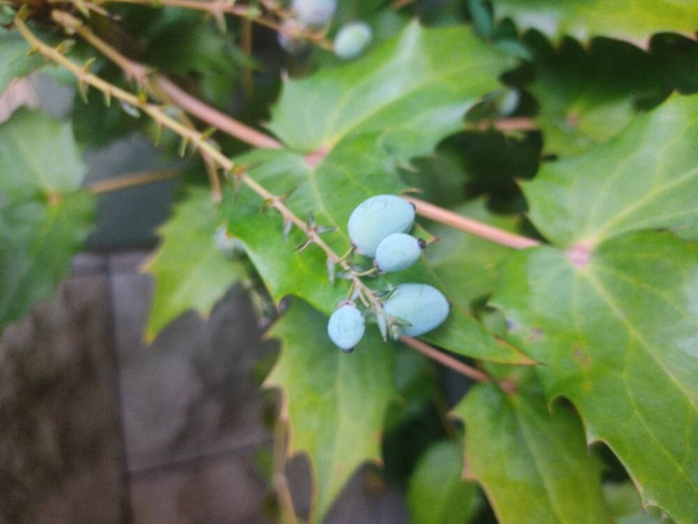 Mahonia japonica, Japanese mahonia — upright evergreen (Berberidaceae) (image 3 of 7)