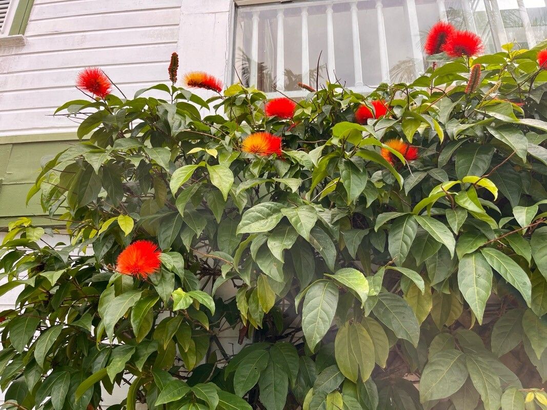 Combretum rotundifolium (Monkey's Brush Plant) (alternate view 9)