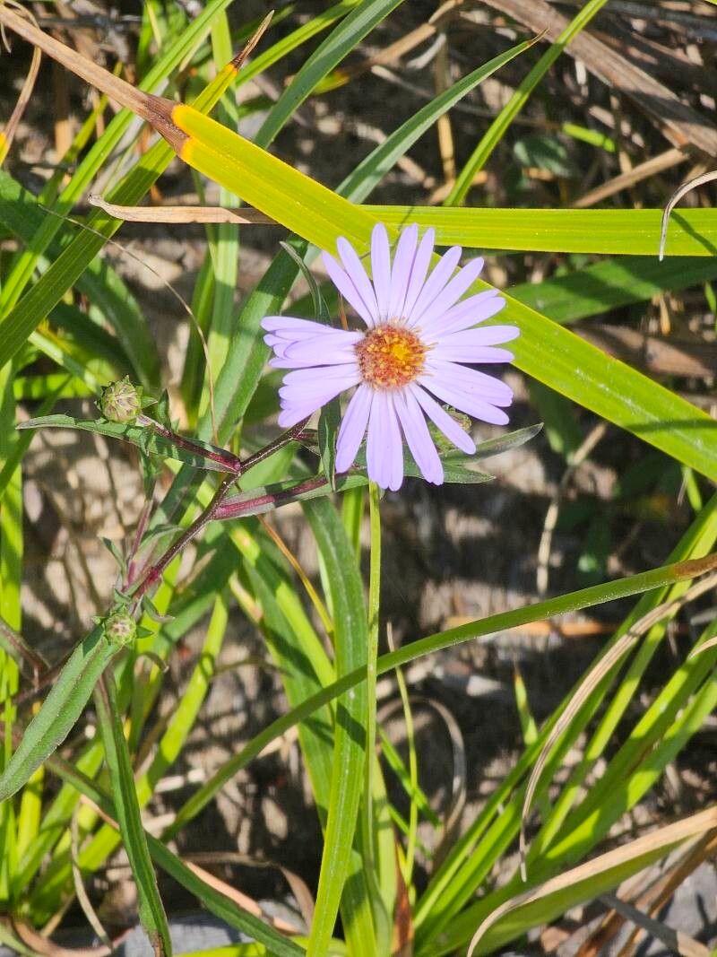 Symphyotrichum subspicatum (Douglas' aster) (alternate view 10)